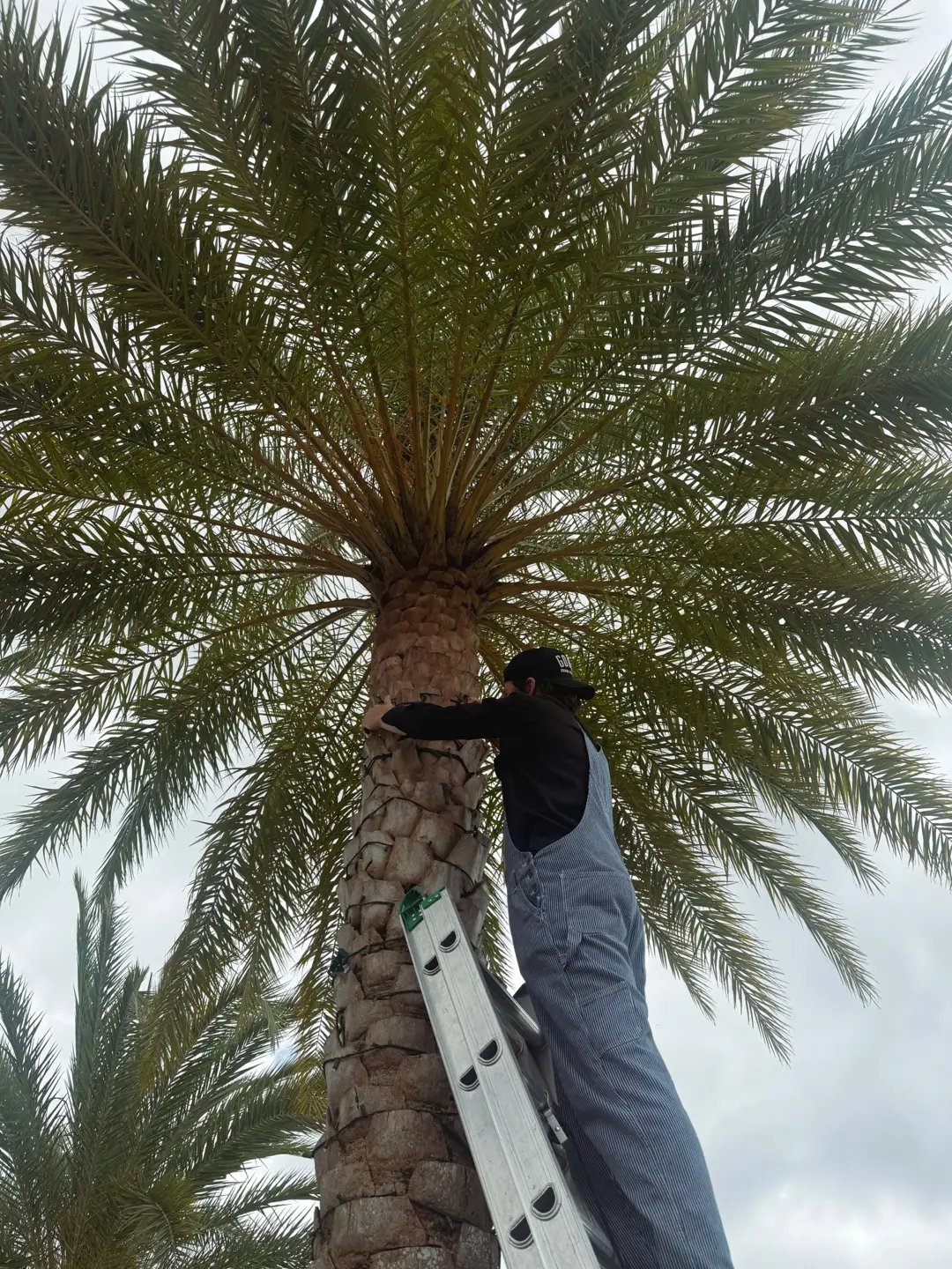 holiday and Christmas lighting installation in South Florida